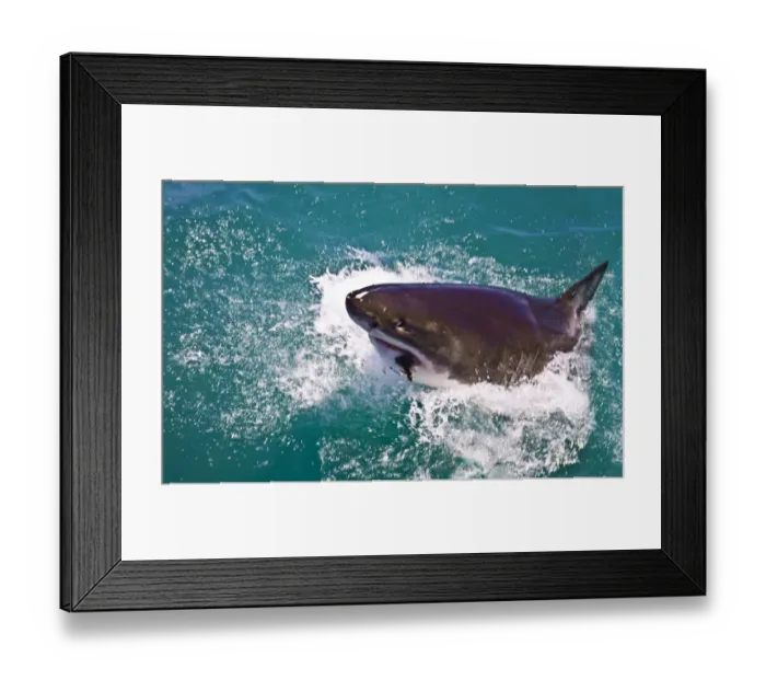 Framed Print : Great White Shark (Carcharodon carcharias) breaks the surface attracted by chum in Capetown