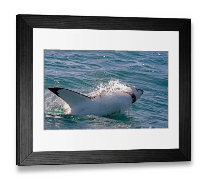 Framed Print : Great White Shark (Carcharodon carcharias) breaks the surface of the water while Framed Print : Great White Shark (Carcharodon carcharias) breaks the surface of the water while