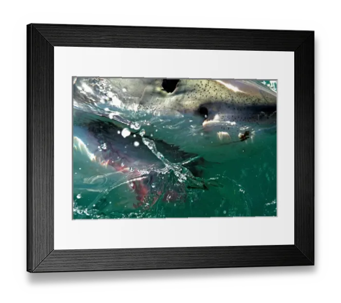 Framed Print : Close up of a Great White Shark (Carcharodon carcharias) swimming at the surface in Capetown