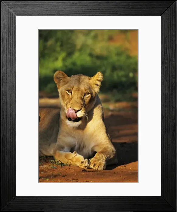 Framed Print : Lioness licking lips in the Kapama Game Reserve, South Africa