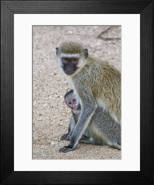 Framed Print : Africa, Tanzania, Lake Manyara National Park. Vervet monkey with nursing baby. Credit as