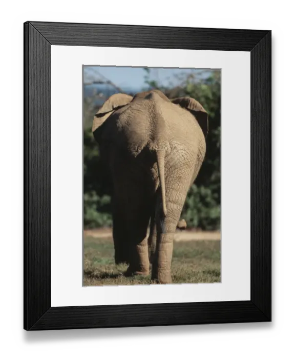 Framed Print : South Africa, Addo Elephant National Park, Elephant walking Framed Print : South Africa, Addo Elephant National Park, Elephant walking