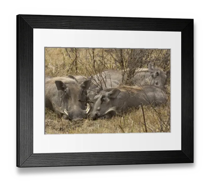 Framed Print : Africa, Tanzania, Ngorongoro Conservation Area. Warthog family sleeping. Credit as