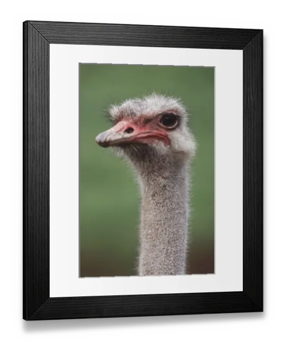 Framed Print : South America, Rhea (Rhea American), Close-Up