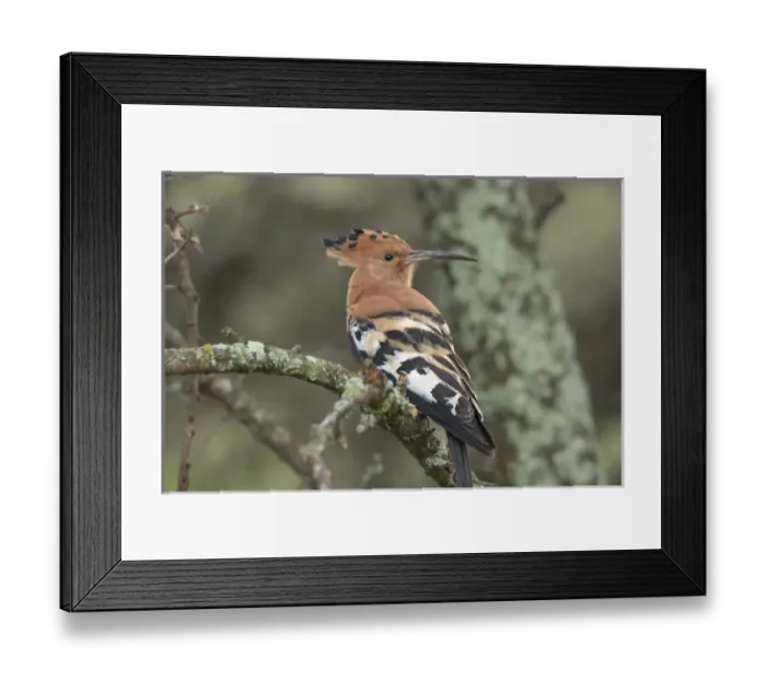 Framed Print : Africa, Tanzania, Serengeti. African Hoopoe (Upupa afriana) Framed Print : Africa, Tanzania, Serengeti. African Hoopoe (Upupa afriana)
