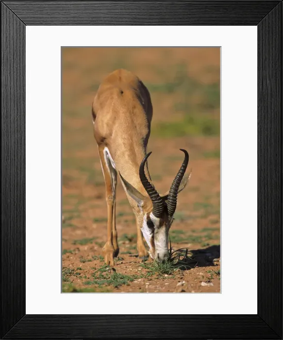Framed Print : Springbok (Antidorcas marsupialis), Kgalagadi Transfrontier Park, Kalahari, Portrait Framed Print : Springbok (Antidorcas marsupialis), Kgalagadi Transfrontier Park, Kalahari, Portrait