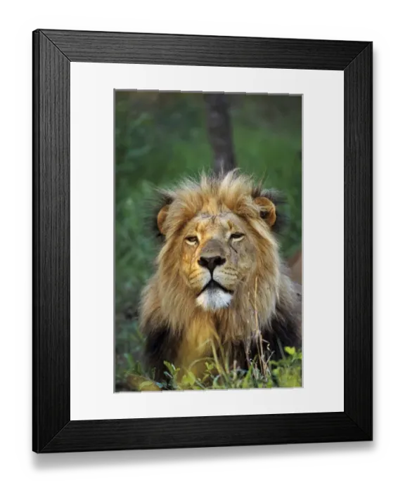 Framed Print : Lion in the Kapama Game Reserve, South Africa Framed Print : Lion in the Kapama Game Reserve, South Africa