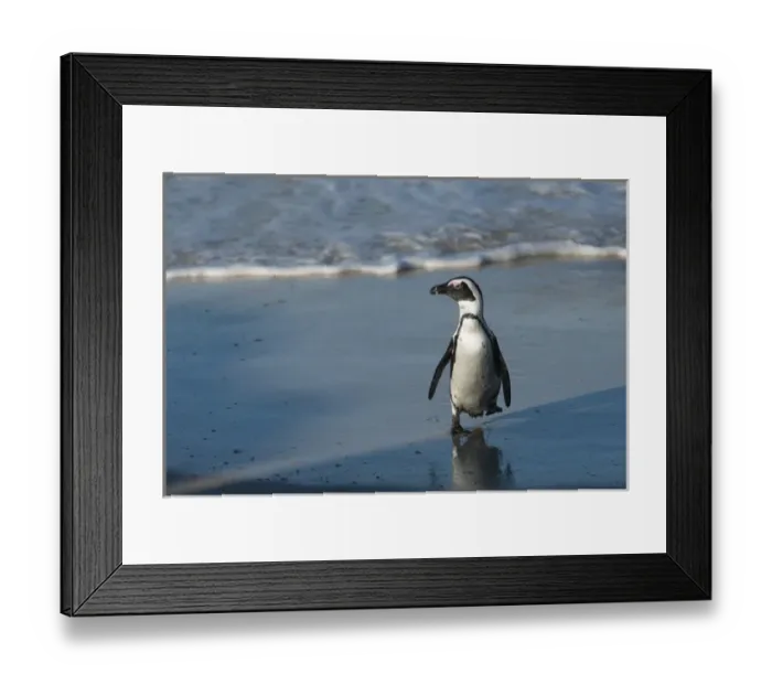 Framed Print : African penguin (Sphenisus demersus) returning to colony Situated near Simonas Town Framed Print : African penguin (Sphenisus demersus) returning to colony Situated near Simonas Town