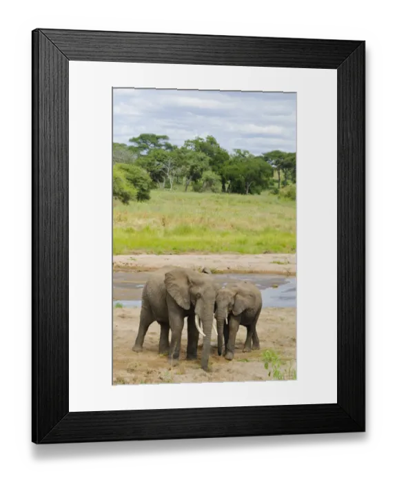 Framed Print : Tarangire National Park Tanzania Africa safari elephants near river grazing on grass