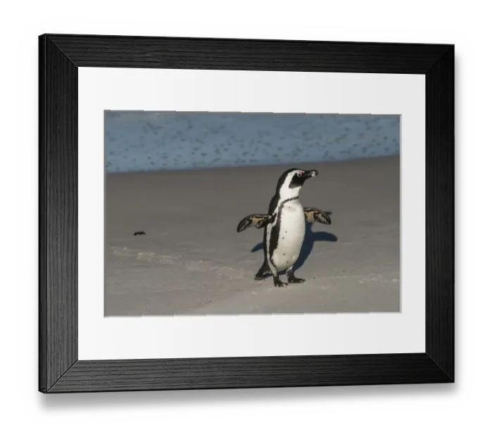 Framed Print : African penguin (Sphenisus demersus) returning to colony Situated near Simonas Town Framed Print : African penguin (Sphenisus demersus) returning to colony Situated near Simonas Town