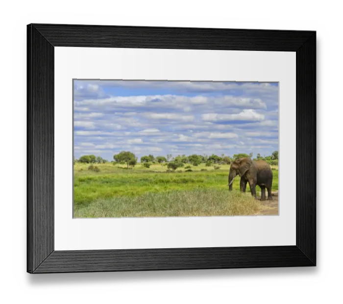 Framed Print : Tarangire National Park Tanzania Africa safari elephants near river grazing on grass Framed Print : Tarangire National Park Tanzania Africa safari elephants near river grazing on grass