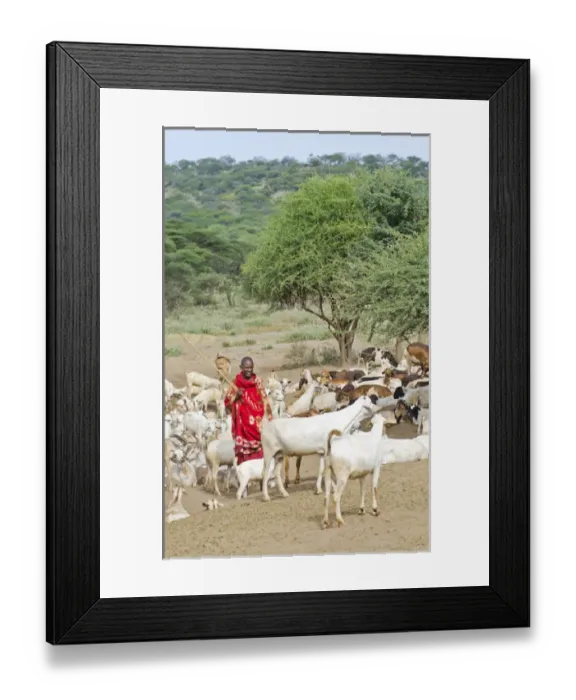 Framed Print : Arusha Tanzania Africa safari Masai men herder of goats leading flock to home village Msai
