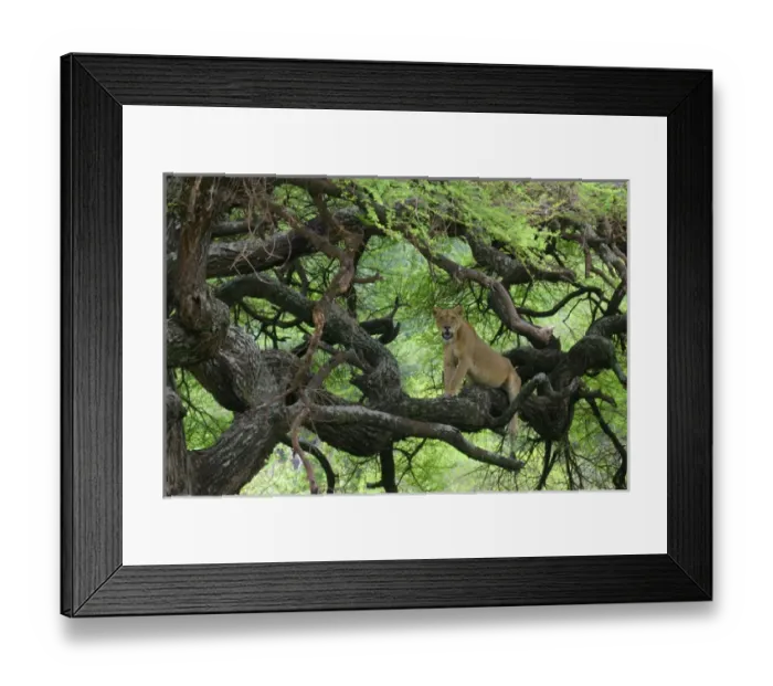 Framed Print : Africa, Tanzania. African lioness rests on tree branch Framed Print : Africa, Tanzania. African lioness rests on tree branch