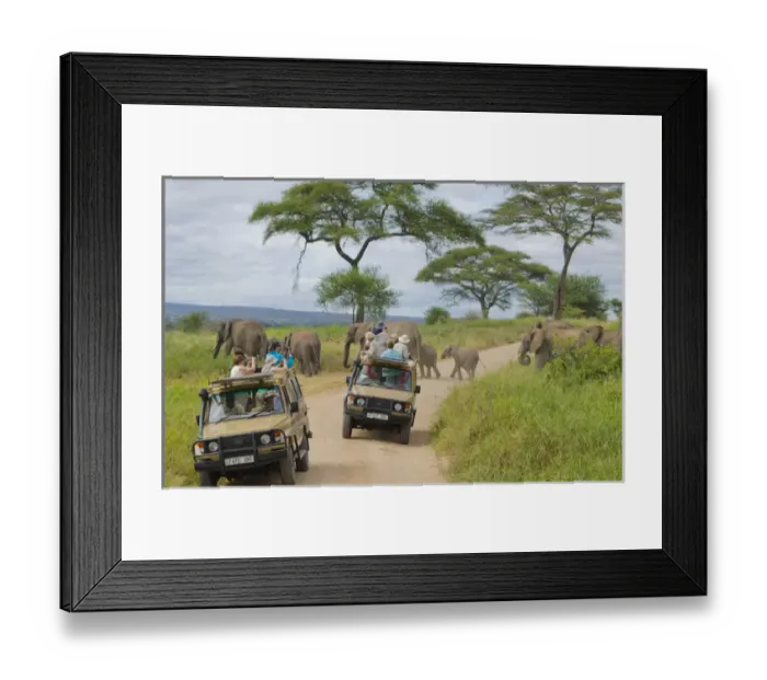 Framed Print : Tarangire National Park Tanzania Africa safari close encounter with elephants crossing Framed Print : Tarangire National Park Tanzania Africa safari close encounter with elephants crossing