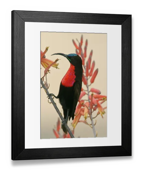 Framed Print : Africa, Tanzania, Ndutu. Close-up of scarlet-breasted sunbird on limb. Credit as Framed Print : Africa, Tanzania, Ndutu. Close-up of scarlet-breasted sunbird on limb. Credit as