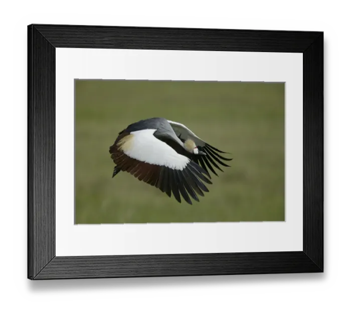 Framed Print : Africa, Tanzania. Flying grey-crowned crane with wings in downstroke