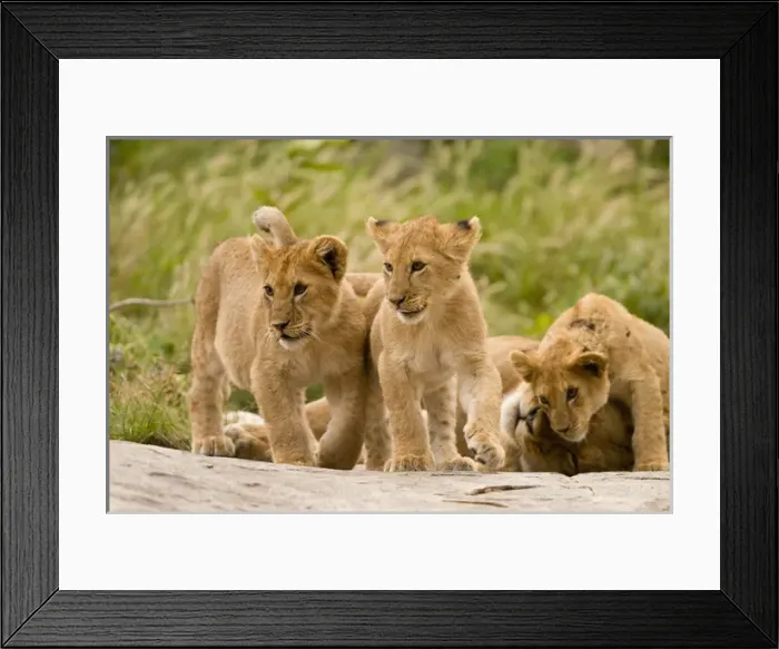 Framed Print : Africa, Tanzania, Serengeti National Park, om Gol Kopjes, Lion, Panthera leo, lioness with cubs Framed Print : Africa, Tanzania, Serengeti National Park, om Gol Kopjes, Lion, Panthera leo, lioness with cubs
