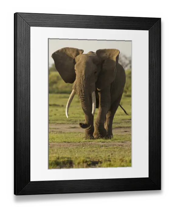 Framed Print : Africa, Tanzania, Ngorongoro Conservation Area, Serengeti National Park, African Elephant Framed Print : Africa, Tanzania, Ngorongoro Conservation Area, Serengeti National Park, African Elephant