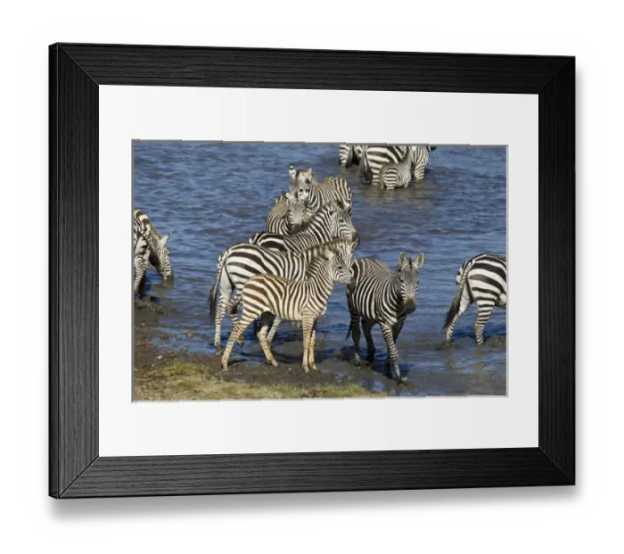 Framed Print : Africa, Tanzania, Serengeti National Park, Ndutu Forest, Common Zebra or Plains Zebra Framed Print : Africa, Tanzania, Serengeti National Park, Ndutu Forest, Common Zebra or Plains Zebra