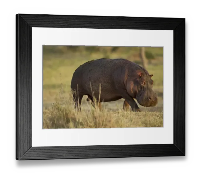 Framed Print : Africa, Tanznia, Serengeti National Park, Ngorongoro Crater, in Moru Kopjes, Hippopotamus Framed Print : Africa, Tanznia, Serengeti National Park, Ngorongoro Crater, in Moru Kopjes, Hippopotamus