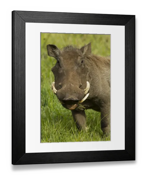 Framed Print : Africa, Tanzania, Serengeti National Park, Ngorongoro Crater, Warthog, Phacochoerus africanus Framed Print : Africa, Tanzania, Serengeti National Park, Ngorongoro Crater, Warthog, Phacochoerus africanus