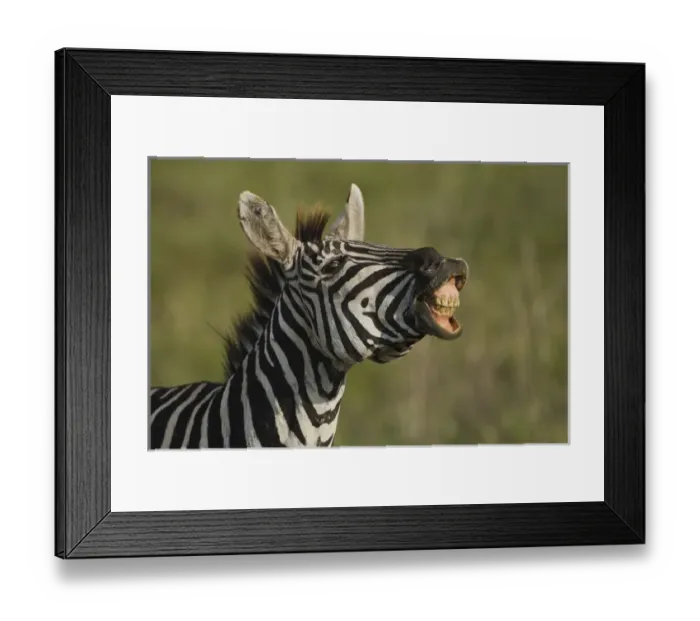 Framed Print : Africa, Tanzania, Serengeti National Park, Ngorongoro Crater, Common Zebra or Plains Zebra