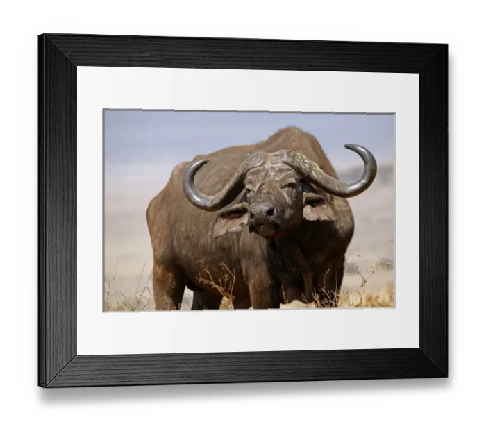 Framed Print : Africa, Tanzania, Ngorongoro Crater. African Buffalo Framed Print : Africa, Tanzania, Ngorongoro Crater. African Buffalo