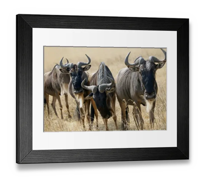 Framed Print : Africa, Tanzania, Ngorongoro Crater. Grazing Wildebeest Framed Print : Africa, Tanzania, Ngorongoro Crater. Grazing Wildebeest
