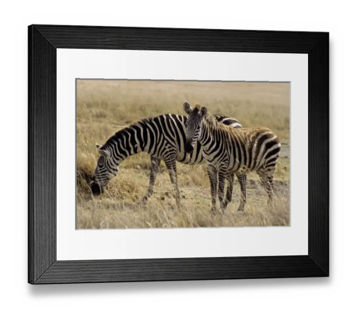Framed Print : Africa, East Africa, Tanzania, Ngorongoro Crater. A zebra mother and foal grazing