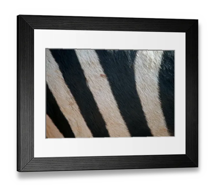 Framed Print : Africa, Tanzania, Ngorongoro Crater. Zebra stripes, close up