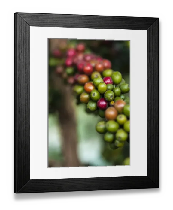 Framed Print : Africa, Arusha, Tanzania, coffee plantation Framed Print : Africa, Arusha, Tanzania, coffee plantation