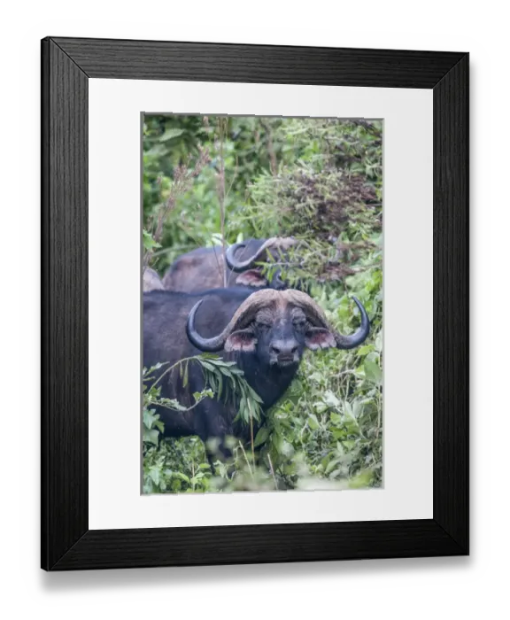 Framed Print : Africa, Tanzania, buffalo Framed Print : Africa, Tanzania, buffalo