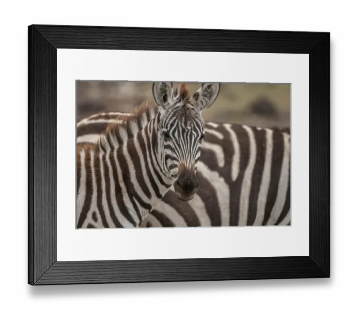 Framed Print : Zebra looking at camera Framed Print : Zebra looking at camera