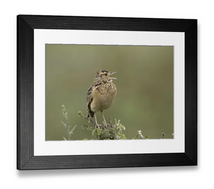 Framed Print : Africa, Tanzania, Serengeti. A Rufous-naped Lark (Mirafra africana) Framed Print : Africa, Tanzania, Serengeti. A Rufous-naped Lark (Mirafra africana)