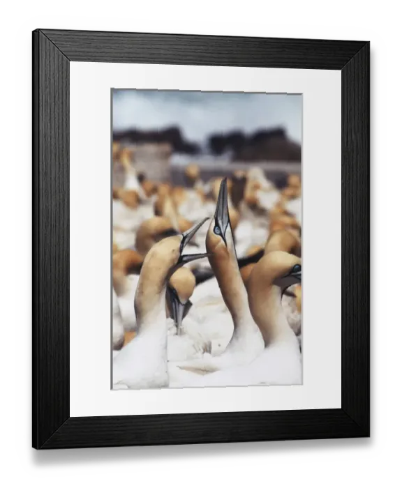 Framed Print : South Africa, Western Cape, High jinks in the gannet colony Framed Print : South Africa, Western Cape, High jinks in the gannet colony