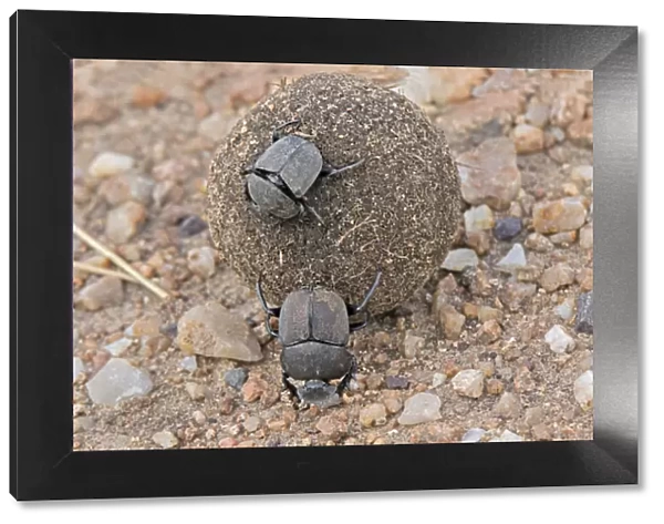 Africa, Tanzania, Serengeti. A pair of dung beetles (Scarabweus pius) rolling a dung ball