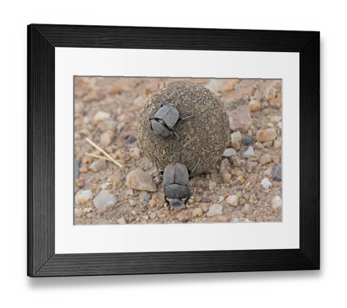 Framed Print : Africa, Tanzania, Serengeti. A pair of dung beetles (Scarabweus pius) rolling a dung ball