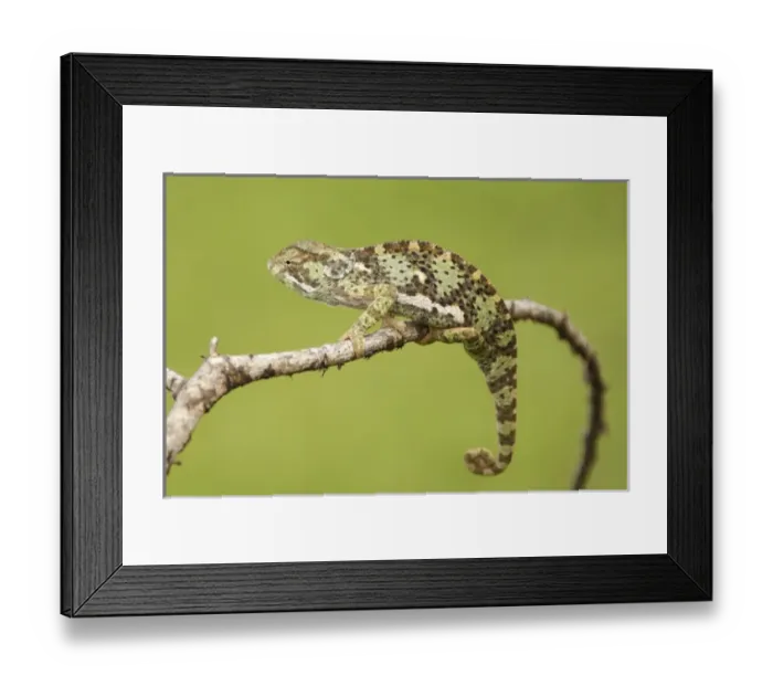 Framed Print : Africa, Tanzania, Ndutu, Serengeti NP, Flap-necked Chameleon, Chamaeleo dilepis Framed Print : Africa, Tanzania, Ndutu, Serengeti NP, Flap-necked Chameleon, Chamaeleo dilepis