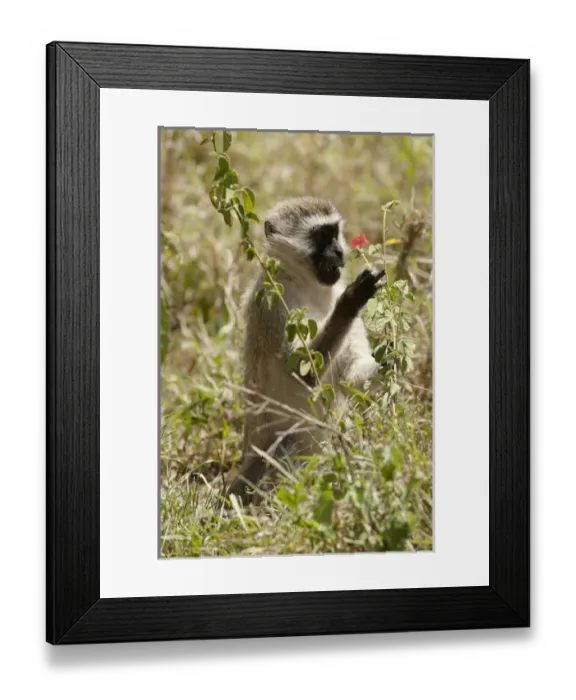 Framed Print : Africa, Tanzania, Ngorongoro Crater, Vervet Monkey, Cercopithecus aethiops, playing Framed Print : Africa, Tanzania, Ngorongoro Crater, Vervet Monkey, Cercopithecus aethiops, playing