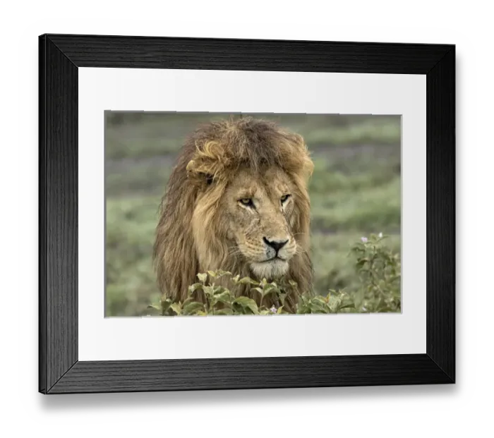Framed Print : Africa, Tanzania, Serengeti. Lion head (Panthera leo)