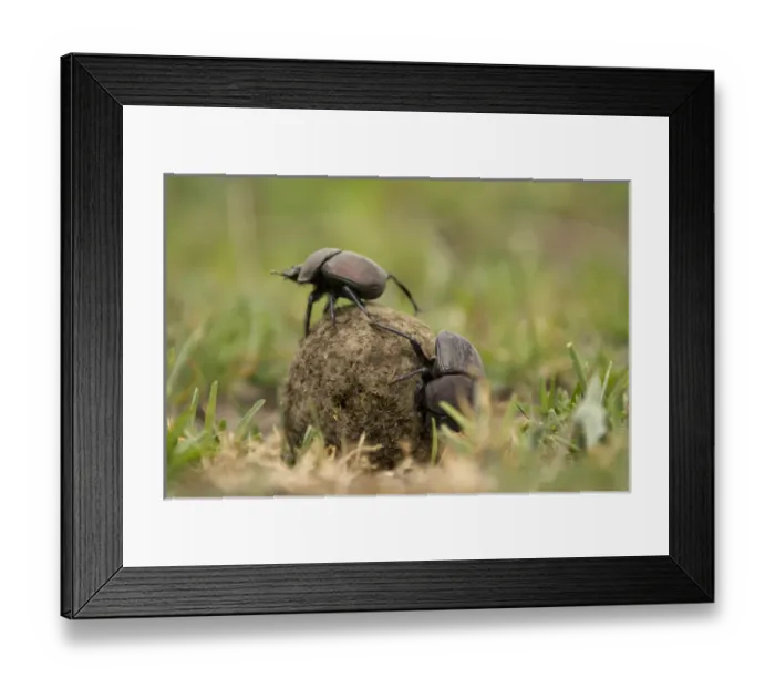 Framed Print : Africa, Tanzania, Serengeti National Park, Ndutu, Dung Beetle, Scarabaeidae; Scarabaeoidea