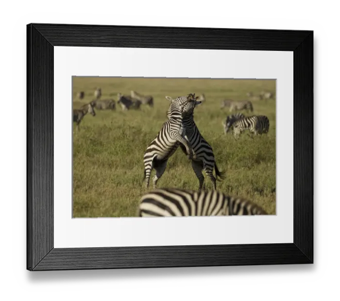 Framed Print : Africa, Tanzania, Serengeti National Park; Common Zebra, Equus burchelli, dominance Framed Print : Africa, Tanzania, Serengeti National Park; Common Zebra, Equus burchelli, dominance