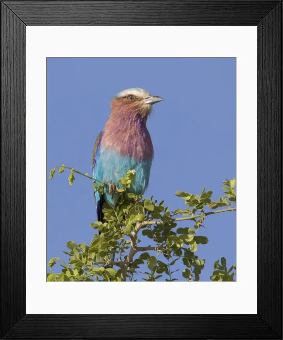 Framed Print : Africa, Tanzania, Tarangire National Park. Lilac-breasted Roller (Coracius caudata)