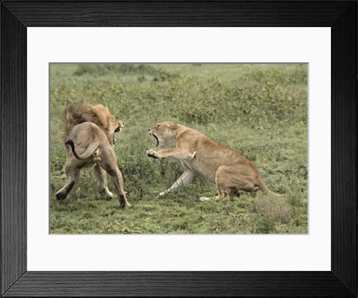 Framed Print : Africa, Tanzania, Serengeti. Lovers quarrel Framed Print : Africa, Tanzania, Serengeti. Lovers quarrel