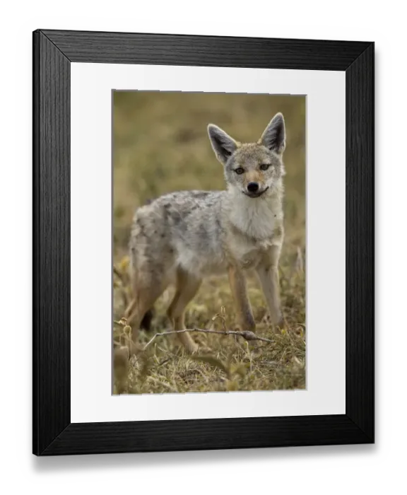 Framed Print : Africa, Tanzania, Serengeti National Park, Ngorongoro Crater, Golden jackal, Canis aureus Framed Print : Africa, Tanzania, Serengeti National Park, Ngorongoro Crater, Golden jackal, Canis aureus