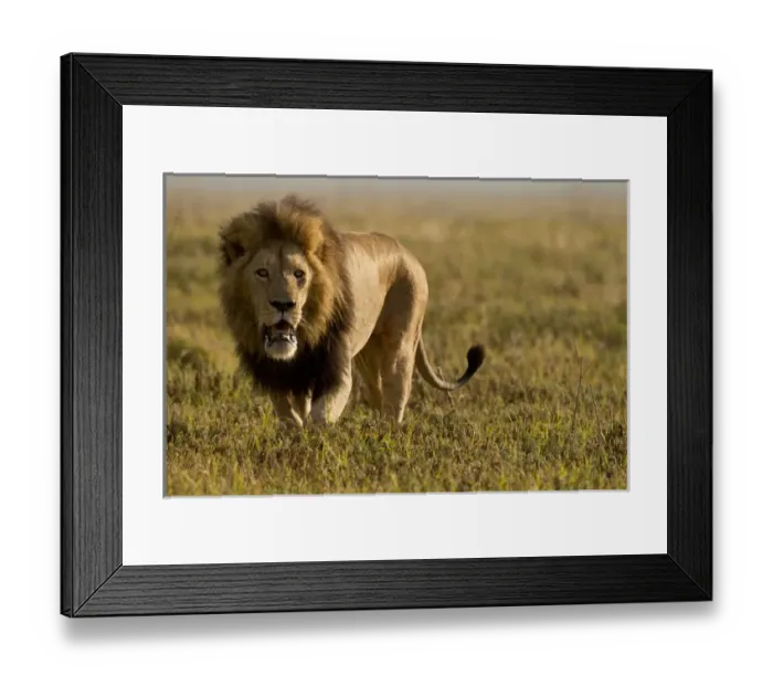 Framed Print : Africa, Tanzania, Serengeti National Park, Ngorongoro Crater, Lion, Panthera leo Framed Print : Africa, Tanzania, Serengeti National Park, Ngorongoro Crater, Lion, Panthera leo