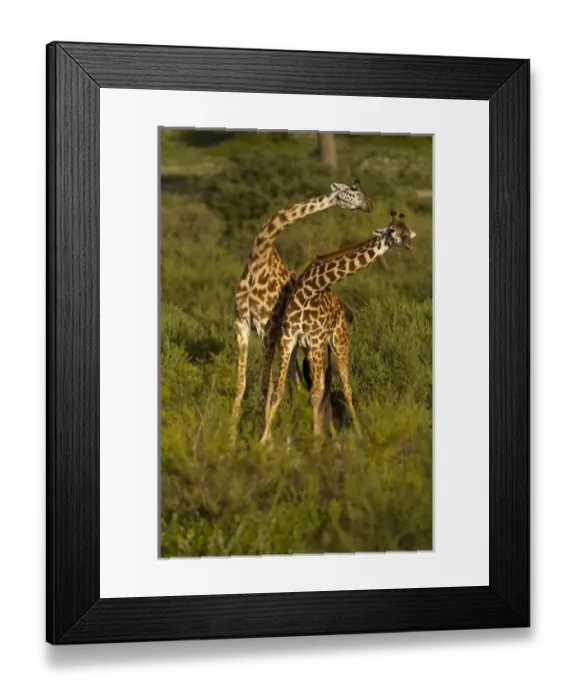 Framed Print : Africa, Tanzania, Serengeti National Park, in Ndutu, Masai Giraffe, Giraffa camelopardalis Framed Print : Africa, Tanzania, Serengeti National Park, in Ndutu, Masai Giraffe, Giraffa camelopardalis