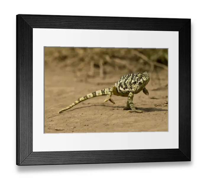 Framed Print : Africa, Tanzania, Serengeti National Park, Naabi Hill, Flap-necked Chameleon, Chamaeleo dilepis Framed Print : Africa, Tanzania, Serengeti National Park, Naabi Hill, Flap-necked Chameleon, Chamaeleo dilepis