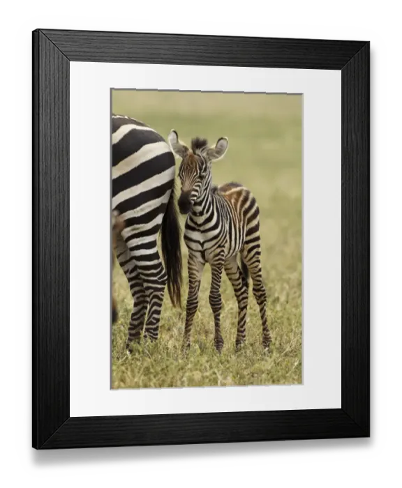 Framed Print : Africa, Tanzania, Serengeti National Park, Ngorongoro Crater, Common Zebra or Plains Zebra