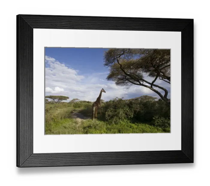 Framed Print : Africa, Tanzania, Serengeti National Park, in Ndutu, Masai Giraffe, Giraffa camelopardalis Framed Print : Africa, Tanzania, Serengeti National Park, in Ndutu, Masai Giraffe, Giraffa camelopardalis
